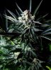 Absolute Cannabis Seeds - Amazing Auto - feminisiert