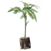 (Bild für) Hanfstecklinge Amnesia Haze – Core Cut Only Strain