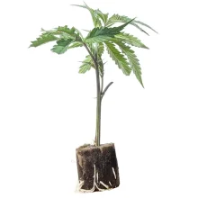 (Bild für) Hanfstecklinge Amnesia Haze – Core Cut Only Strain