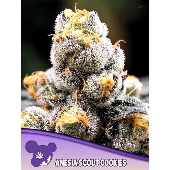 Anesia Seeds - Anesia Scout Cookies - feminisiert Bild zum Schließen anclicken