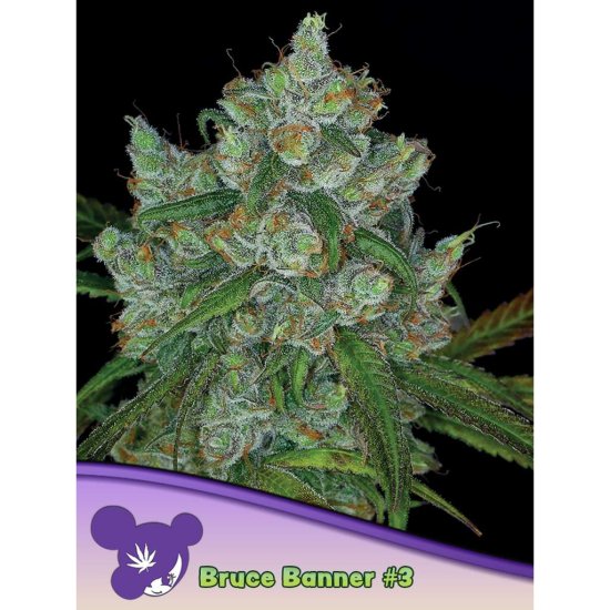 Anesia Seeds - Bruce Banner #3 - feminised Click image to close