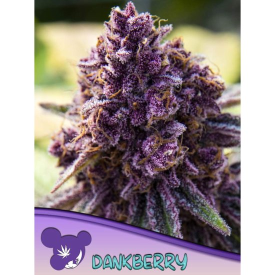 Anesia Seeds - Dankberry - feminised Click image to close