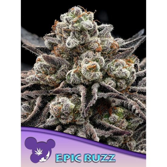 Anesia Seeds - Epic Buzz - feminised Click image to close