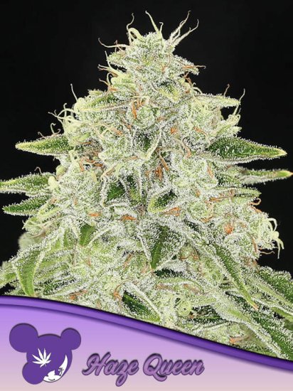 Anesia Seeds - Haze Queen - feminised Click image to close
