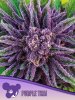 Anesia Seeds - Purple Thai - feminised