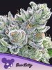 Anesia Seeds - Sour Betty - feminised