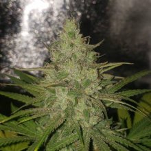 (Bild für) Apple OG Feminised Seeds