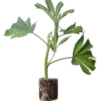 Bouture de cannabis Kali Apple Blossom – Humboldt Seeds