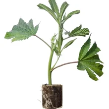 (image for) US-Kali Cannabis Clones Apple Blossom – Humboldt Seeds