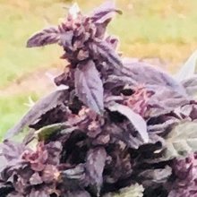 Purple Star CBD Auto Feminised Seeds - 5