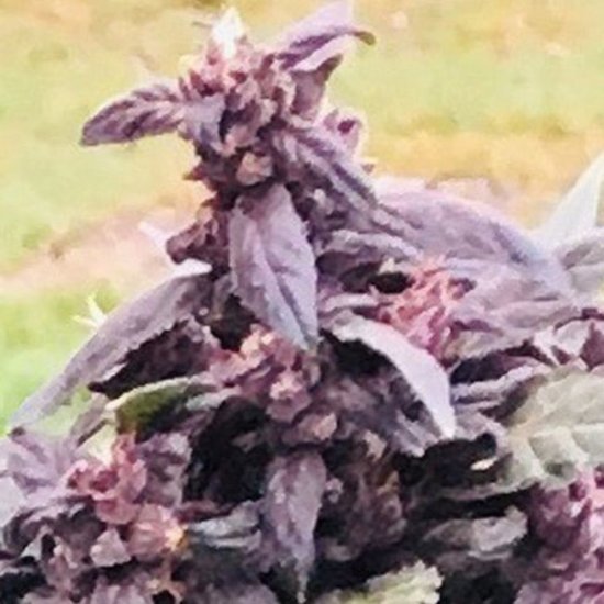 Purple Star CBD Auto Feminised Seeds - 5