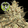 Atomical Haze Feminised - Paradise Seeds