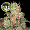 Auto Acid Automatic Feminised - Paradise Seeds