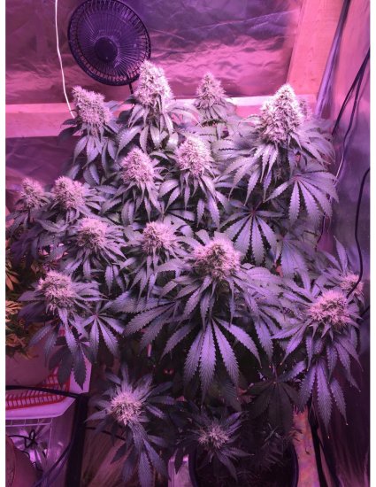(image for) BULK Seeds - Auto Black Domina XXL