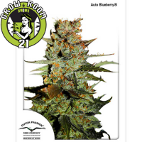 AutoBlueberry Automatic Feminised - Dutch Passion
