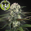 Auto Bomb Automatic Feminised - Green House Seeds