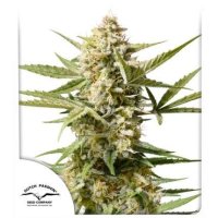 Cinderella Jack Automatic Feminised - Dutch Passion