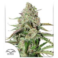 Colorado Cookies Automatic Feminised - Dutch Passion