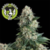 New York City Automatic Feminised - Pyramid Seeds