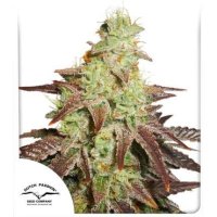 Night Queen Automatic Feminised - Dutch Passion