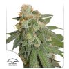 Orange Bud Automatic Feminised - Dutch Passion