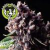 Blue Pyramid Automatic Feminised - Pyramid Seeds