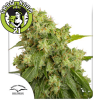 AutoXtreme Automatic Feminised - Dutch Passion