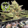 Auto Collection Pack #1 Automatic Feminised- Paradise Seeds