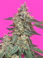 Aunt Ginny'S Elixir CBD Auto Feminised Seeds