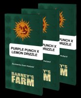 Barney's Farm - Purple Punch x Lemon Drizzle - feminisiert