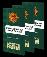 Barney's Farm - Purple Punch x Lemon Drizzle - feminised