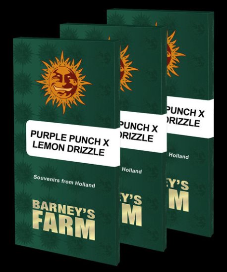 Barney's Farm - Purple Punch x Lemon Drizzle - feminisiert Bild zum Schließen anclicken
