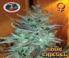 Sour Chiesel Feminised - Big Buddha Seeds