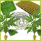 L'HEMP CUTINGS