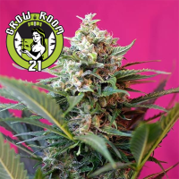 Big Devil XL Automatic Feminised - Sweet Seeds
