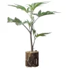 (Bild für) Hanfstecklinge Big Bud – Sensi Seeds