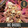 Blimburn Seeds - BC Diesel - feminisiert