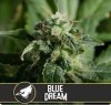 Blimburn Seeds - Blue Dream - feminisiert