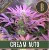 Blimburn Seeds - Auto Cream - feminisiert