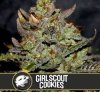 Blimburn Seeds - Girl Scout Cookies - feminisiert