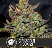 Blimburn Seeds - Girl Scout Cookies - feminisiert