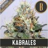 Blimburn Seeds - Kabrales - feminised