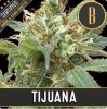 Blimburn Seeds - Tijuana - feminisiert