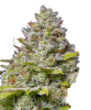 Blue Gelato 41 Feminised - Barney's Farm