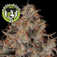 Blue Kush Berry Feminised - Paradise Seeds