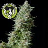 Blue Pyramid Feminised - Pyramid Seeds