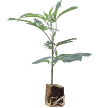 (Bild für) Hanfstecklinge Blue Dream – Humboldt Seeds