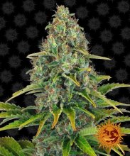 Blueberry Cheese feminisiert Automatik - Barney's Farm