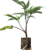 Boutures de cannabis US-Kali Blueberry Muffin – Humboldt Seeds