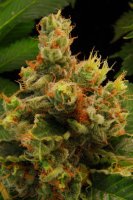 Blue Hash Feminised - Dinafem Seeds